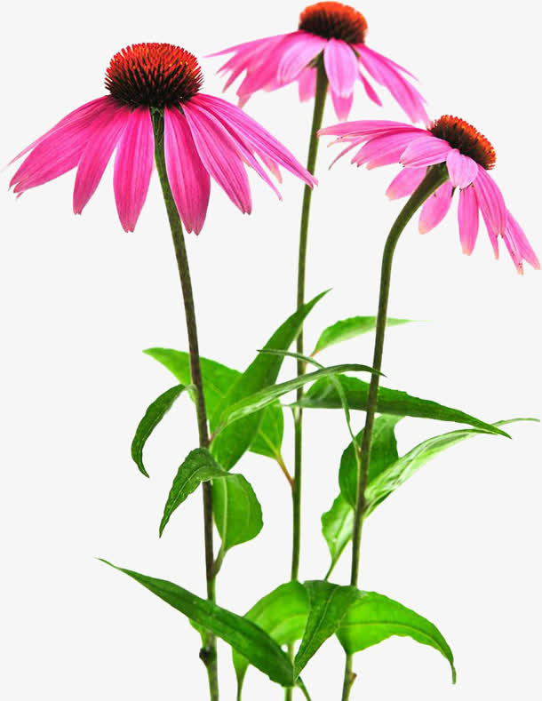 粉色特别菊花松果菊免抠