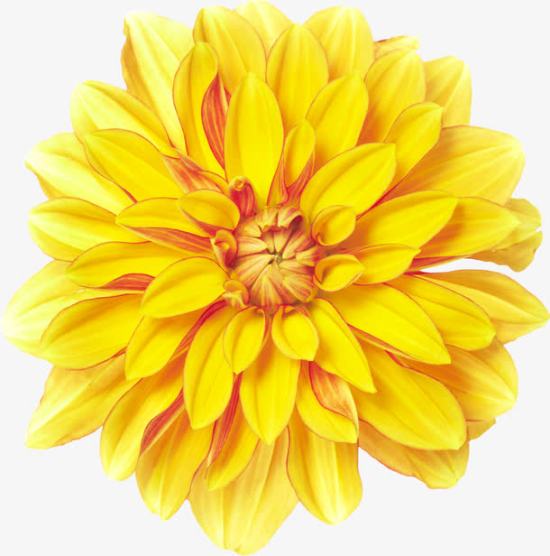 黄色菊花装饰素材免抠