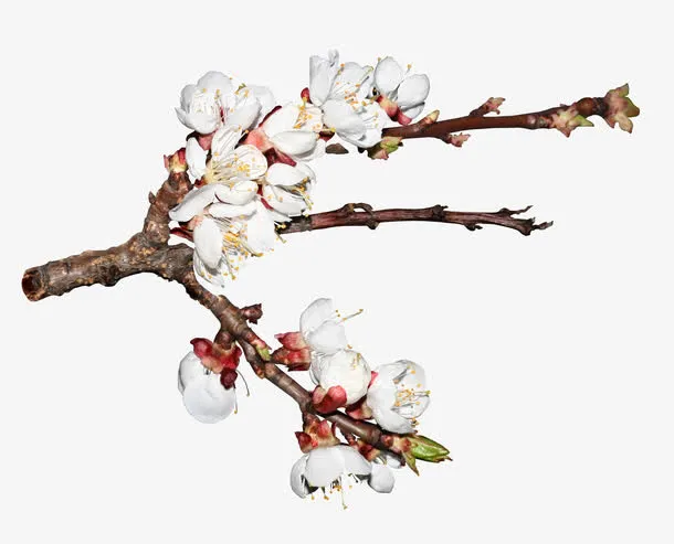 写实手绘樱花树枝免抠