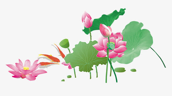 荷花免抠