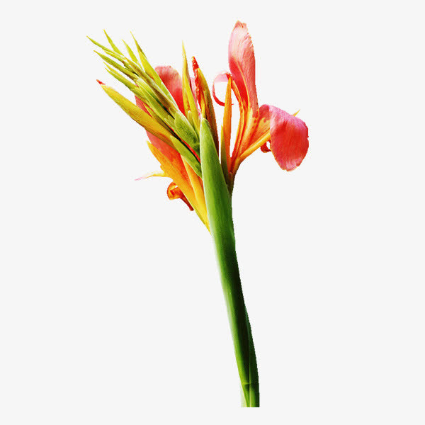 美人蕉鲜花免抠