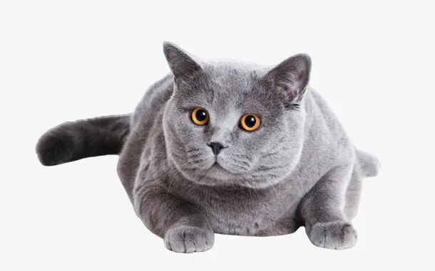 懒散的小猫咪免抠