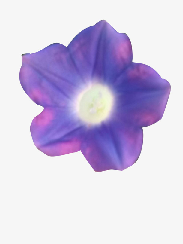 花 喇叭花  牵牛花免抠