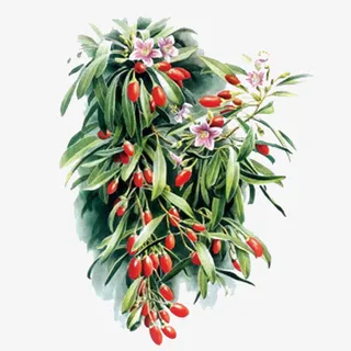 手绘枸杞图免抠