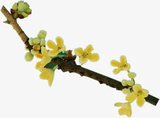 桂花丹桂树枝免抠