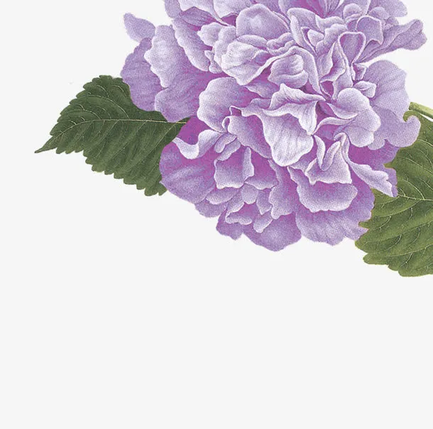 紫色的花儿免抠
