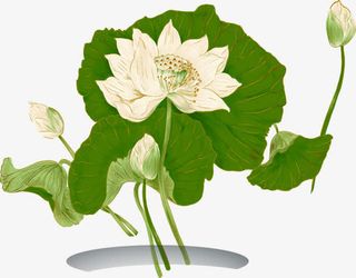 插画植物海报荷花荷叶免抠