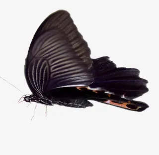 黑蝴蝶免抠