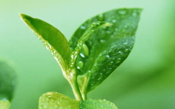 水滴嫩芽图片素材免抠
