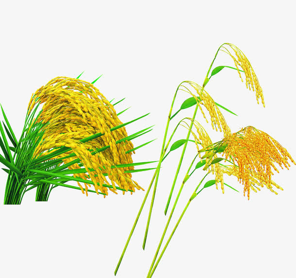 水稻小麦免抠