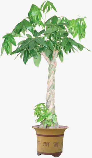 盆栽免抠