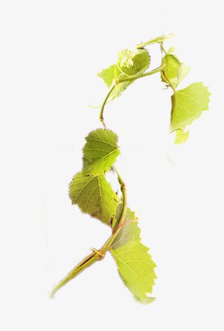 葡萄树枝免抠