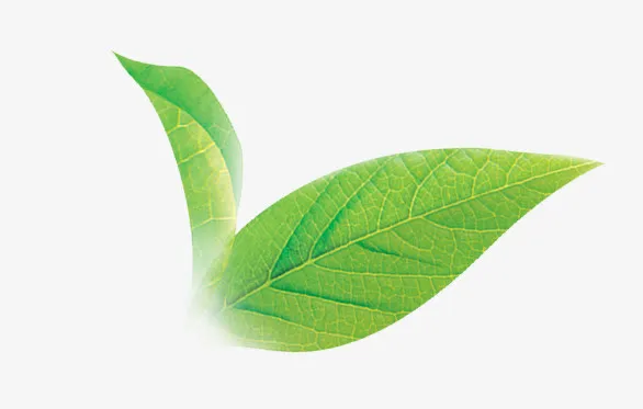 唯美清新茶树叶树叶免抠