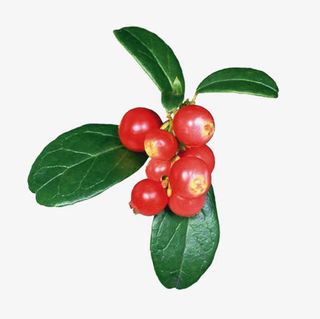 加拿大蔷薇果素材图片免抠