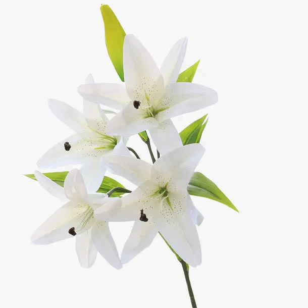 一只百合花免抠