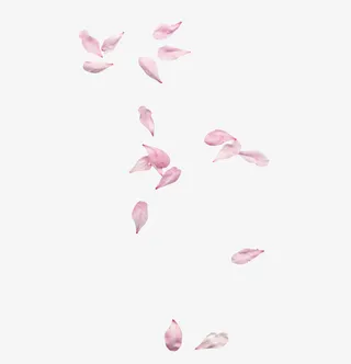 花瓣飞舞免抠