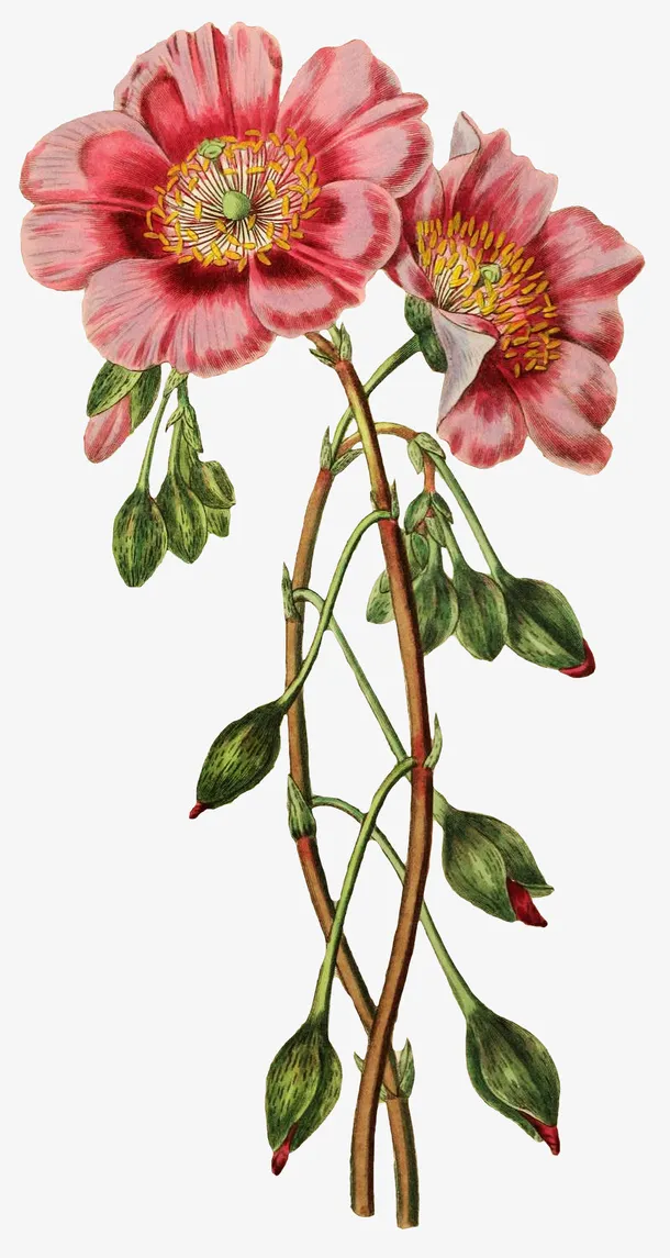 手绘红色芍药免抠