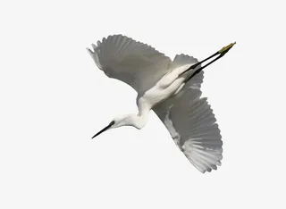 仙鹤着路下飞免抠