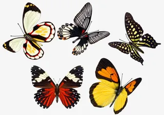 蝴蝶多色唯美简约素材图免抠