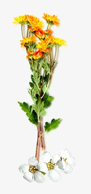 橘黄色的花束免抠