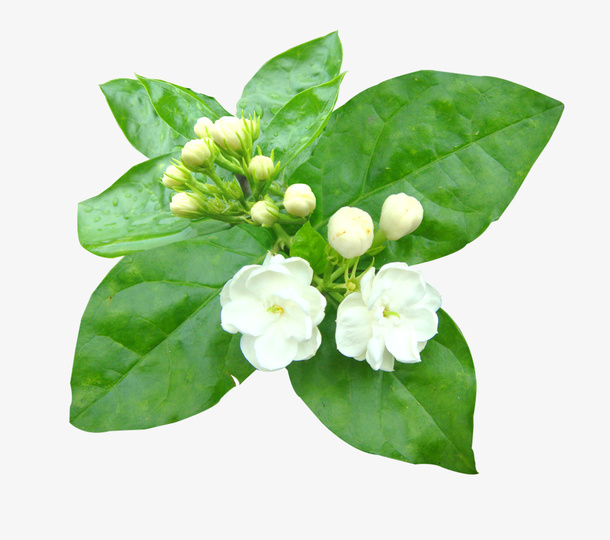 茉莉花高清真花矢量素材免抠