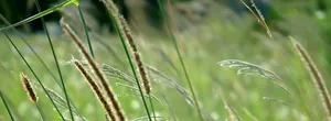 绿色植物banner高清