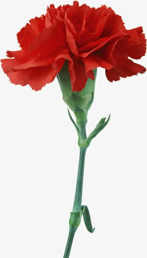 花卉抽象鲜花图片素材免抠