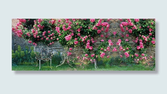美丽花朵淘宝背景图