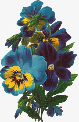 古典手绘蓝色鲜花免抠