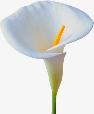 花免抠