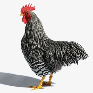 黑白斑土鸡免抠