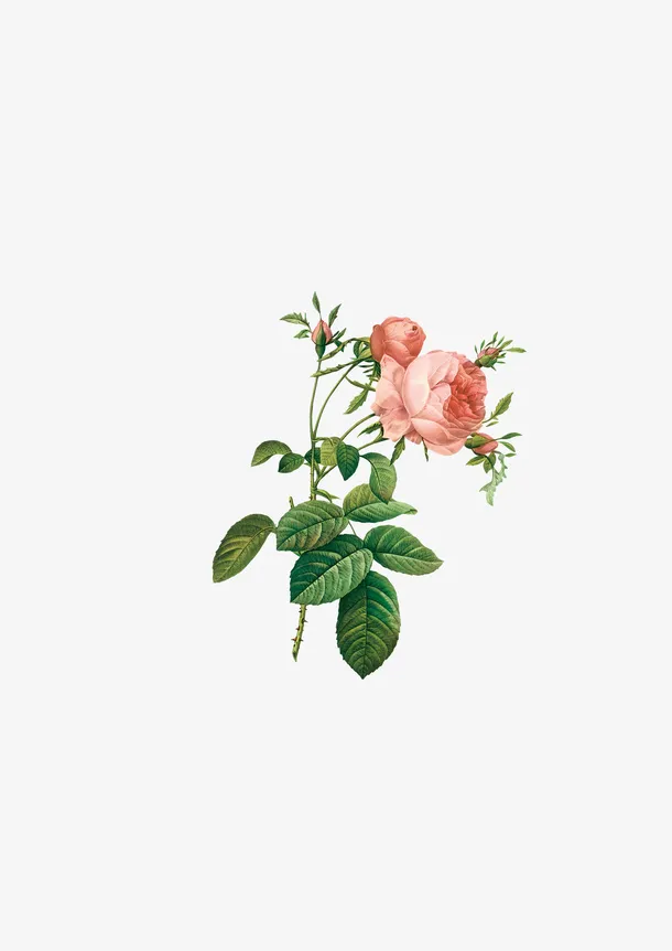 手绘花朵鲜花素材免抠