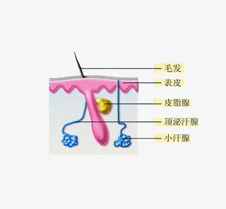 表皮组织图免抠
