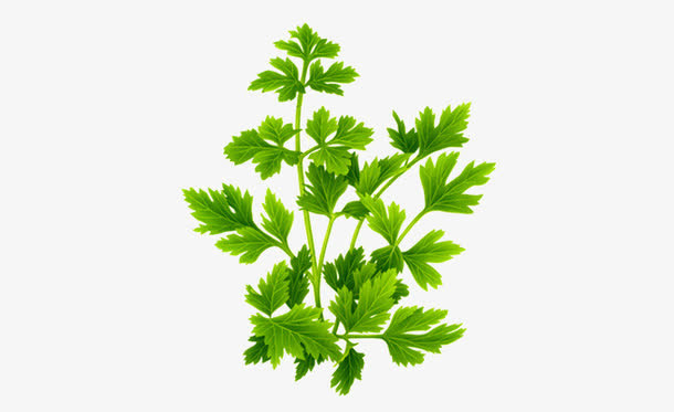 蔬菜免抠