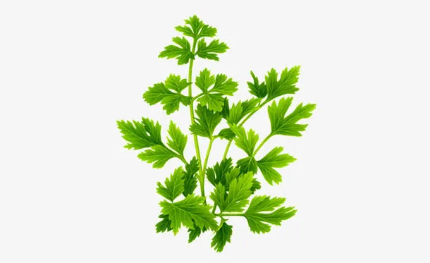 蔬菜免抠