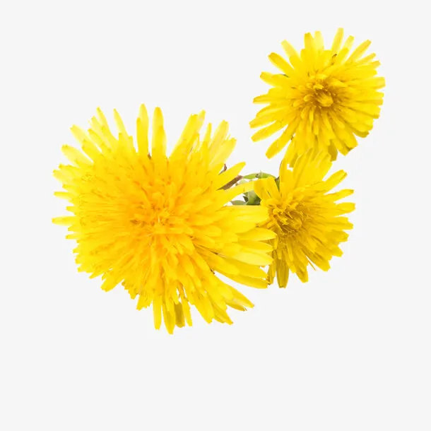 黄色菊花免抠