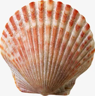 橙红色高清大贝壳免抠