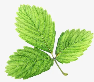 绿色叶子免抠