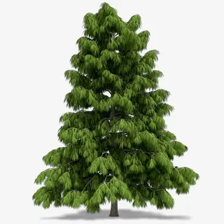 绿色松柏免抠