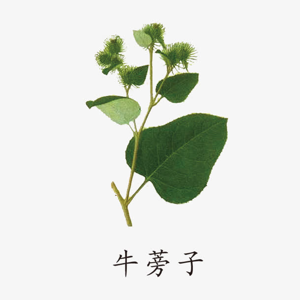 中药药材免抠