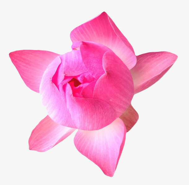 深红色纯洁的俯视水芙蓉实物免抠