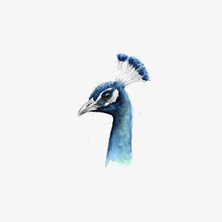 水彩孔雀免抠