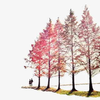 成行的枫树与情侣免抠