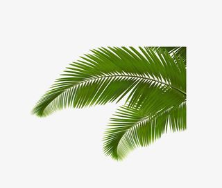 绿色简约植物叶子免抠