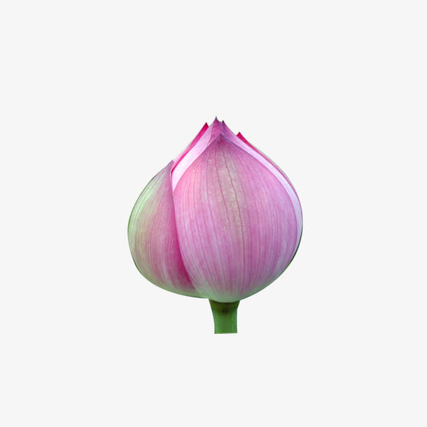 荷花素材免抠