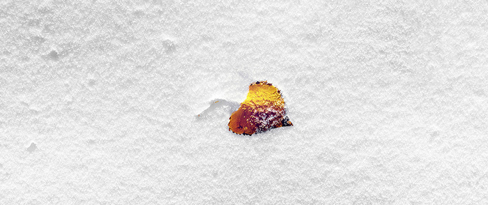 雪地树叶背景高清
