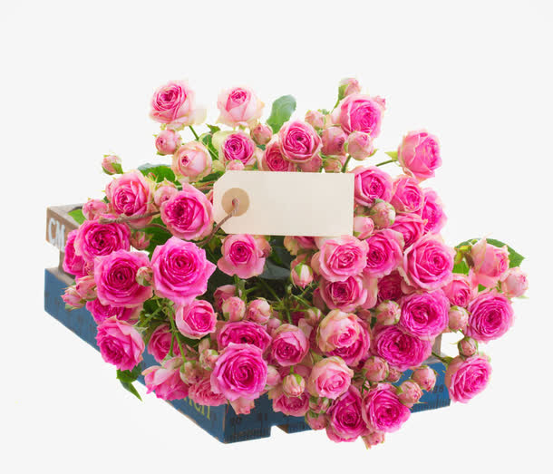 养殖的新鲜花朵免抠