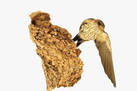 正在筑巢的燕子免抠