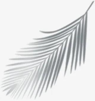 投影阴影 树叶影子 光影 光线投射免抠