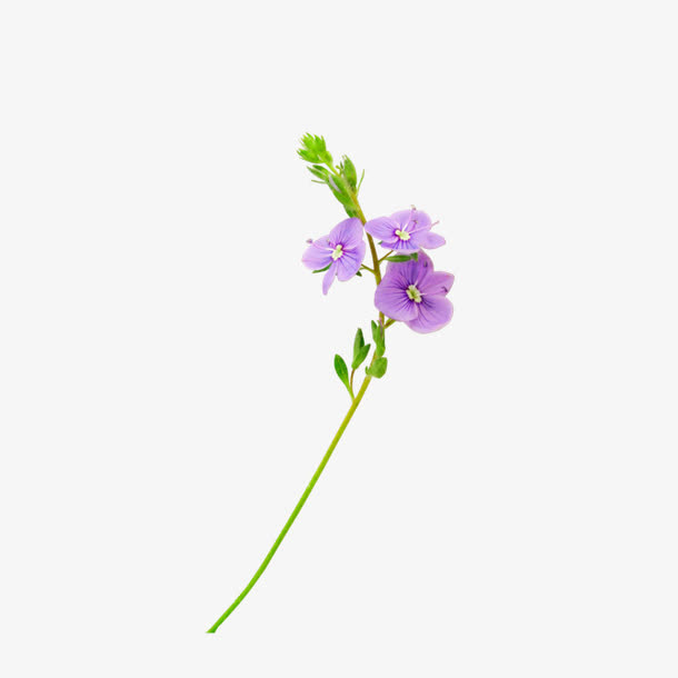 清新紫色小花免抠